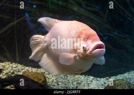 Osphronemus goramy (Riesengurami) fischt im Palmenhaus (Palmiarnia Ogrodu Botanicznego), Lodz, Polen Stockfoto