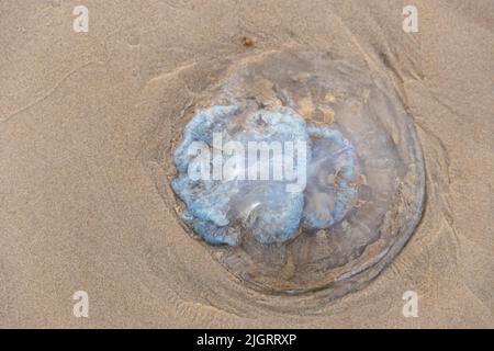 Am Strand wurden tote Quallen ausgewaschen. Rhopilema nomadica Quallen an der Mittelmeerküste. Vermikuläre Filamente mit giftigen Stichzellen c Stockfoto