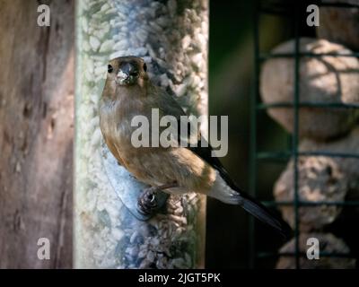 Weibliche Kaffinchen hockten auf einem Garten-Vogelfutterhäuschen, gefüllt mit Sonnenblumenkernen, und blickten direkt in die Kamera Stockfoto