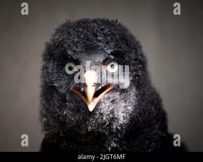 Baby-Eule Stockfoto