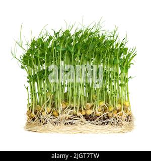 Micro Greens Erbsen sprießen isoliert auf weißem Hintergrund. Das Konzept der gesunden Ernährung und Bio-Lebensmittel Stockfoto