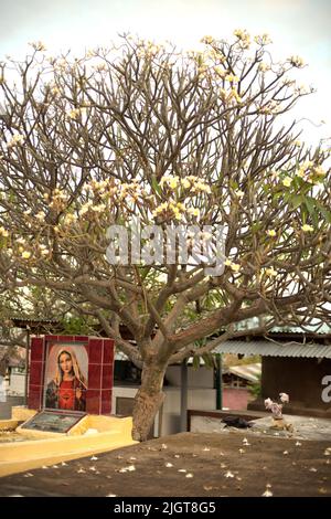 Bild der Mutter Maria hinter dem Grabstein eines Grabes unter einem Plumeria-Baum, auf dem katholischen Friedhof in der Nähe der Kirche Santo Petrus-Paulus in Lamalera, Wulandoni, Lembata, Ost-Nusa Tenggara, Indonesien. Stockfoto