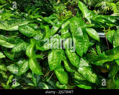 Schönes, buntes Blatt der Passiflora coriacea, einer Kletterpflanze Stockfoto