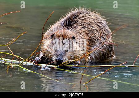 Ein junger Biber 'Castor canadensis', der sich von einem leckeren Weidenspelz ernährt Stockfoto