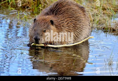 Ein junger Biber 'Castor canadensis', der sich von einem leckeren Weidenspelz ernährt Stockfoto