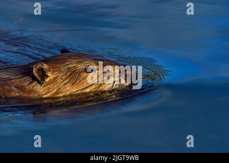 Eine Nahaufnahme eines erwachsenen Bibers 'Castor canadensis'<, der in seinem Biberteich im ländlichen Alberta, Kanada, schwimmt. Stockfoto