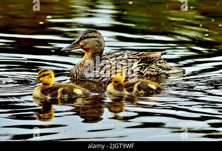 Eine Stockente 'Anas platyrhynchos', die mit zwei Enten in einem ruhigen Teich schwimmt Stockfoto