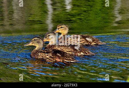 Drei junge Stockenten (Anas platyrhynchos), die im goldfarbenen Wasser schwimmen Stockfoto