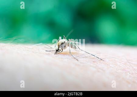 Nahaufnahme eines Moskitos, das menschliches Blut saugt, Set B-2. Eine Moskitos saugt Blut aus einem menschlichen Körper. Makrofoto einer Moskitos am Arm Stockfoto