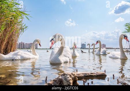 Eine große Schar anmutiger weißer Schwäne schwimmt im See, Schwäne in freier Wildbahn. Der stumme Schwan, lateinischer Name Cygnus olor. Stockfoto