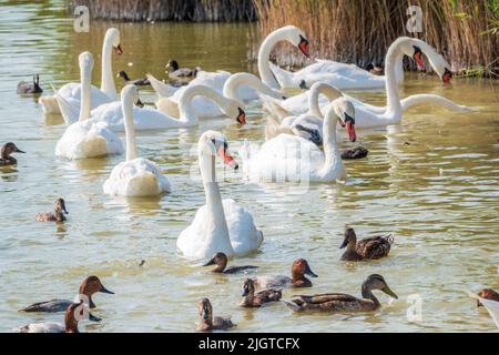 Eine große Schar anmutiger weißer Schwäne schwimmt im See, Schwäne in freier Wildbahn. Der stumme Schwan, lateinischer Name Cygnus olor. Stockfoto