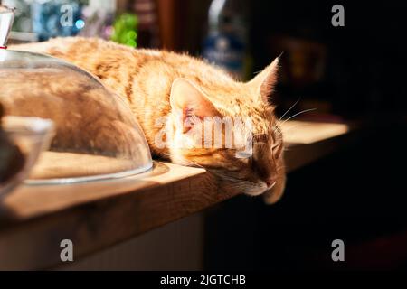 Porträt einer Ingwerkatze auf dem Tisch. Die Katze ist entspannt und schläft. Vorderansicht. Stockfoto