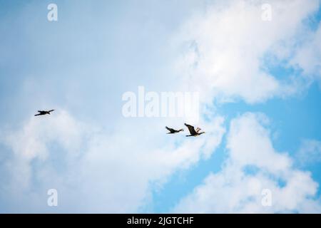 Drei schwarze Kormorane fliegen in blauem Himmel. Der große Kormoran, Phalacrocorax carbo, bekannt als der große schwarze Kormoran oder der schwarze Shag. Stockfoto