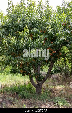 Pfirsich-Obstbaum mit vielen reifen Pfirsichen bereit zur Ernte Stockfoto