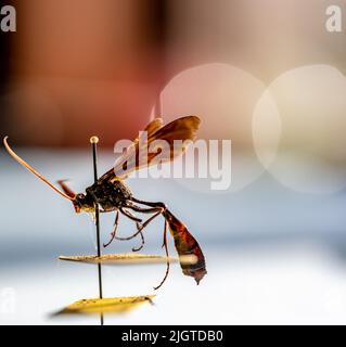 Geflemmte Ichneumonwespe in einer Entomologie-Insektensammlung Stockfoto