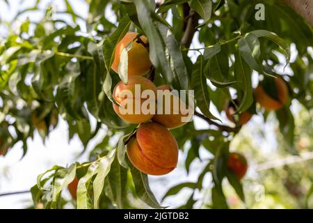 In einem Obstgarten hängen viele reifende Pfirsiche an einem Baum. Stockfoto