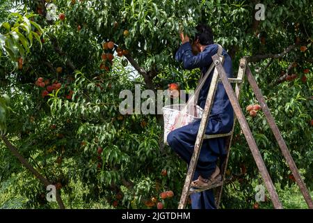 Mann, der in einer Pfirsichfruchtfarm arbeitet und Pfirsiche von Bäumen erntet Stockfoto