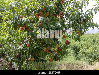 Pfirsichbaum voll von frisch reifen Pfirsichen auf dem Bauernhof Stockfoto