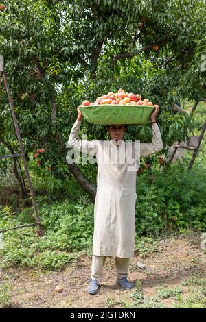 Arbeiter, der reife Pfirsiche in einem großen Korb trägt, der von Bäumen auf dem Bauernhof gepflückt wurde. SWAT, PAKISTAN, 22. Juni 2022 Stockfoto