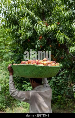 Mann, der einen großen Korb voller frisch geernteter Pfirsiche in einem Pfirsichgarten trägt Stockfoto