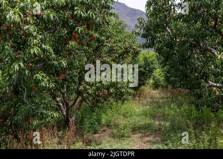 Pfirsich-Obstgarten voller Früchte im swat-Tal, Pakistan Stockfoto