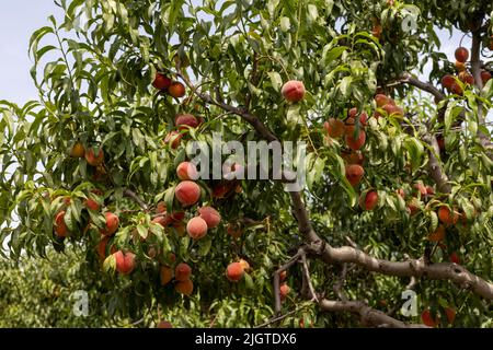 Pfirsichfrucht im Baum im Pfirsichgarten Stockfoto