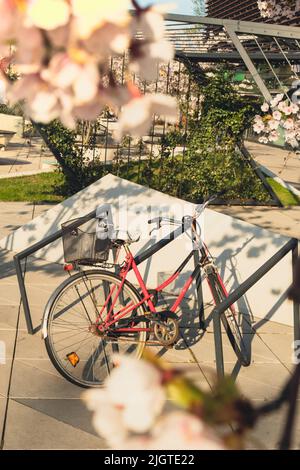 Fahrräder parken unter Sakura-Bäumen und die Kirschblüten glitzern im warmen Sonnenlicht im sonnigen Frühling. Mietfahrrad Konzept. Naturlandschaft mit rosafarbenem Blütenbaum und rosafarbenem Fahrrad Stockfoto