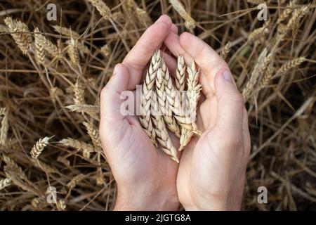 Farmer Hände halten Weizen. Männliche Hand hält reife goldene Weizenohren auf verschwommenem Weizenfeld Hintergrund. Nahaufnahme, Draufsicht. Erntekonzept Stockfoto