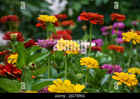 Ein schönes blühendes Bett mit vielen hellen und bunten Dahlia-Blumen Stockfoto