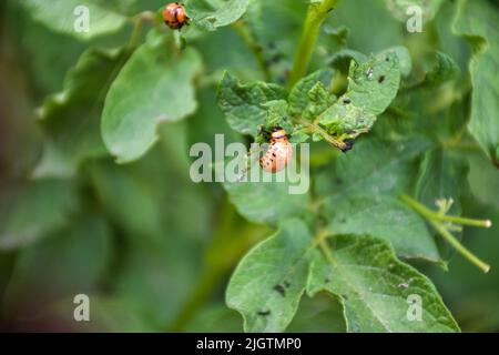 Kartoffelkäfer aus Colorado, spearman mit zehn Streifen, ein großer Schädling von Kartoffelpflanzen. Colorado Käfer frisst Kartoffelblätter Stockfoto