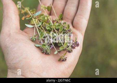Thymian zur Hand. Im Sommer wächst auf einem Feld wilder Thymian. Landwirtschaft, Aromatherapie, Getränkekonzept. Hochwertige Fotos Stockfoto