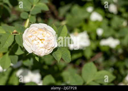 Hellrosa weiße Hagebuttenblume auf einem Hintergrund aus grünen Blättern. Freier Speicherplatz für Text. Karte. Selektiver Fokus. Stockfoto