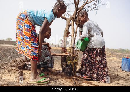Eine Gruppe junger afrikanischer Mädchen, die versuchen, einen sterbenden Baum vor der Dürre zu retten Stockfoto