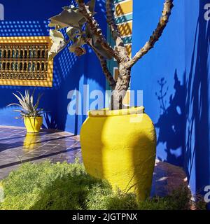 Gelber Blumentopf auf dem Hintergrund der blauen Wand im Garten. Marrakesch, Marokko Stockfoto