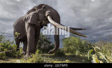 Craig ist ein afrikanischer Bush-Elefant, auch bekannt als afrikanischer Savanna-Elefant. Amboseli-Nationalpark, Kenia: UNGLAUBLICHE FOTOS halten diesen riesigen 50-J-Nationalpark fest Stockfoto