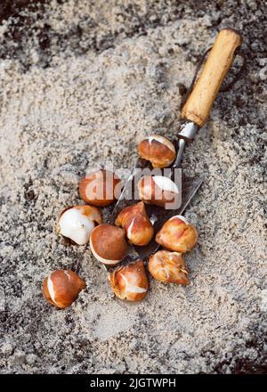 Herbstgartenarbeiten, Schaufel und Frühlingsblumen Tulpenbirnen bereit für das Pflanzen in einem Boden mit Sand. Gartenkonzept. Speicherplatz kopieren. Stockfoto