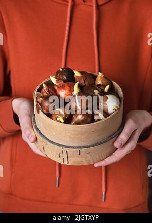 Junges Mädchen hält eine volle hölzerne Mehl Sieb mit Frühlingsblumen Tulpen Sorten Zwiebeln bereit für die Pflanzung. Stockfoto