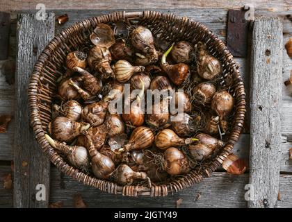 Draufsicht auf Narzissenbirnen Sorten im Weidenkorb für die Pflanzung im Herbst. Gereinigte und vorbereitete Frühlingsblumenbirnen. Stockfoto