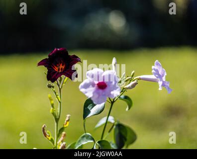 Exotische Blumen des zarten australischen Kletterers, Pandorea jasminoides, die neben Salpiglossis sinuata wachsen, bemalte Zungenblume - schwarze Trompeten, Stockfoto