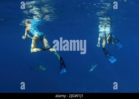 Schwimmen mit Haien unter Wasser in französisch-polynesien Bora Bora Stockfoto