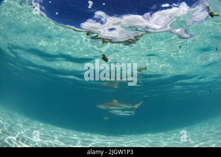 Schwimmen mit Haien unter Wasser in französisch-polynesien Bora Bora Stockfoto