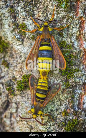 Hornet Moth - Sesia apiformis, Paarungsprozess von Schmetterlingen Stockfoto