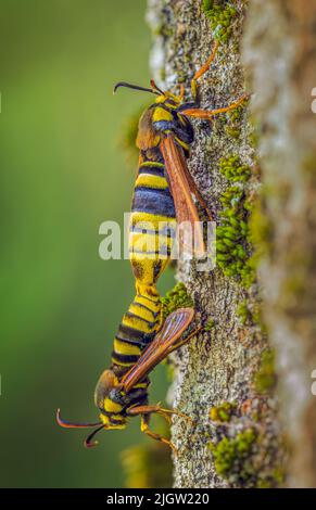 Hornet Moth - Sesia apiformis, Paarungsprozess von Schmetterlingen Stockfoto