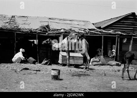 African trip, Port Sudden Acquisition: Bücher und Archivmaterial.36 Bilder in Serien. Das Foto wurde ungefähr 1961-08-22 aufgenommen. Einige Männer und zwei Kamele sind außerhalb eines Unternehmens in einer Gemeinde. Stockfoto