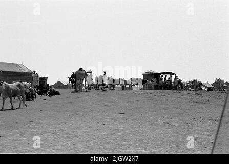 African trip, Port Sudden Acquisition: Bücher und Archivmaterial.36 Bilder in Serien. Das Foto wurde ungefähr 1961-08-22 aufgenommen. Auf einem Hügel stehen ein paar Männer an einem kleinen Haus. Um sie herum gibt es Kamele, Kühe, Esel und Ziegen. Auf der linken Seite ist ein Wohnhaus. Stockfoto