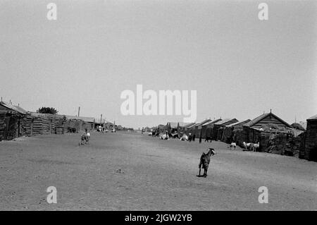 African trip, Port Sudden Acquisition: Bücher und Archivmaterial.36 Bilder in Serien. Das Foto wurde ungefähr 1961-08-22 aufgenommen. Entlang einer Dorfstraße befindet sich auf beiden Seiten ein Wohnhaus. Zwischen den Häusern gibt es Zäune. Auf Bygatan gibt es Ziegen und Kamele. Stockfoto