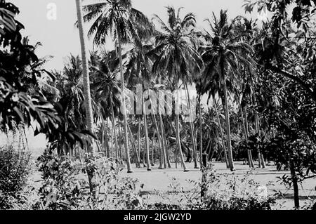 Afrikanische Reise, zanzibars einfach Erwerb: Bücher und Archivmaterial.35 Bilder in Serien. Das Foto wurde ungefähr 1961-09-12 aufgenommen. Eine große Anzahl von Palmen wächst auf einem Plan. Stockfoto