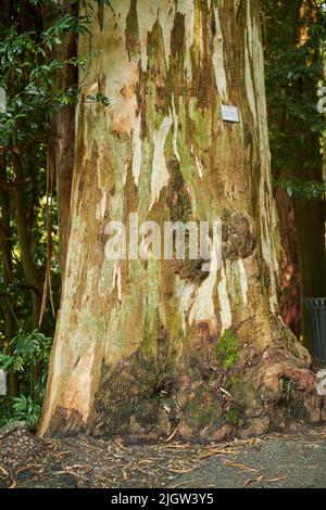 Im botanischen Garten von Batumi wachsen ungewöhnliche Bäume Stockfoto