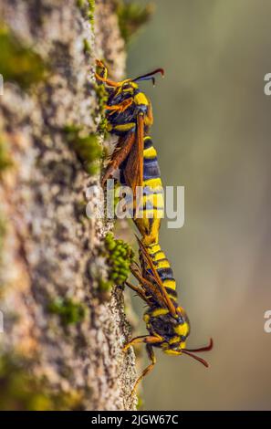 Hornet Moth - Sesia apiformis, Paarungsprozess von Schmetterlingen Stockfoto