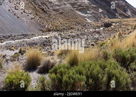 Needlebrass, Stipa chrysophylla, ist ein mehrjähriges Gras, das im Lauca Nationalpark auf dem hohen andenaltiplano in Chile gefunden wird. Stockfoto